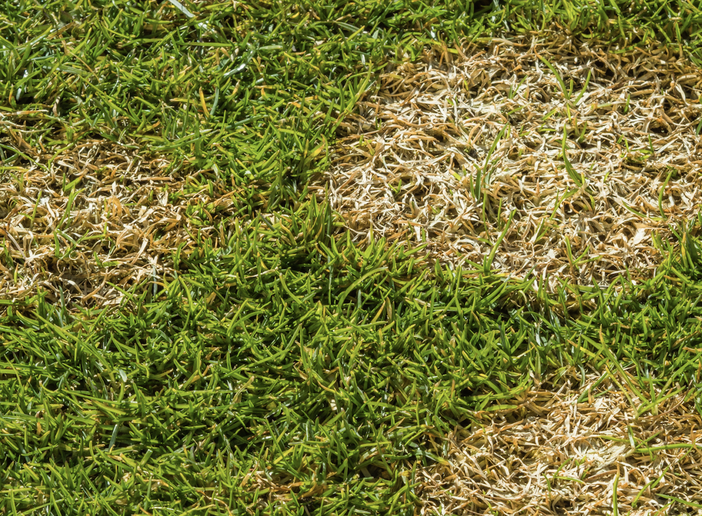 Lawn Disease Control